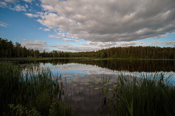 reflection of trees in the lake