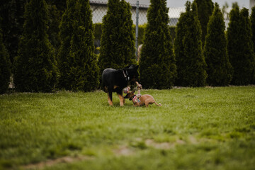 Szczeniak whippet bawi się z dorosłym czarnym psem na zielonym podwórku