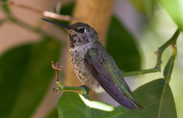 Hummingbird in tree