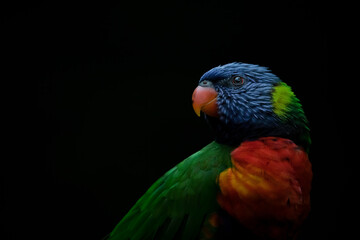Rainbow Lorikeet