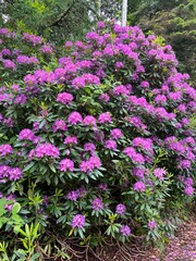 purple and pink rhododendron flowers during an Irish summer