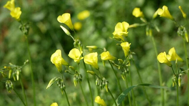 Small yellow annual flowers on a background of green grass on a sunny spring day. Beautiful fragrant buds and flowers of oxalis under the open sky.