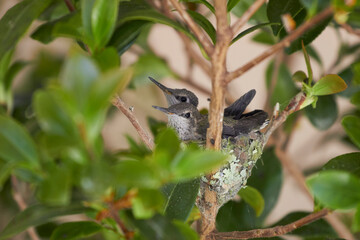 Humming birds on nest