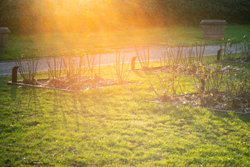 sunset over the garden in spring