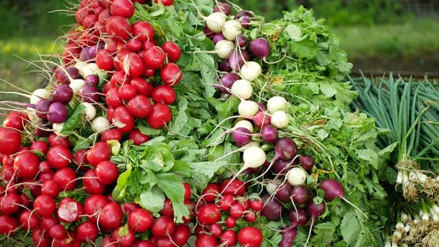 Radish onion bio harvest farm fresh vegetables market shop Raphanus raphanistrum spring sibies scallion stem stalk Allium cepa thick bulb common farmer farming root vegetable agriculture