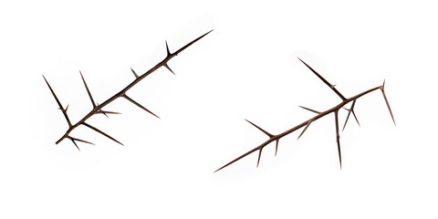 Thorns on a white background. Banner for design. 3D style.