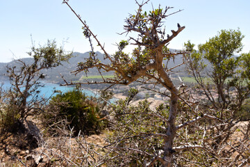 spiky plant - Canyamel - Mallorca