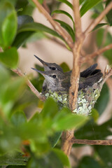 Baby Hummingbirds sitting nest