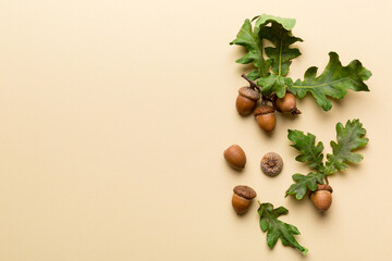 Branch with green oak tree leaves and acorns on colored background, close up top view