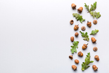 Branch with green oak tree leaves and acorns on colored background, close up top view