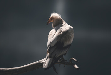 a egyptian vulture looking around - Powered by Adobe