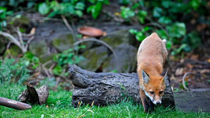 Urban fox family exploring the garden