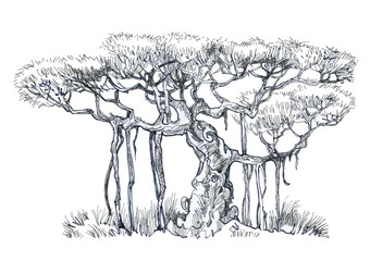 Banyan tree drawing, illustration to help the designer.