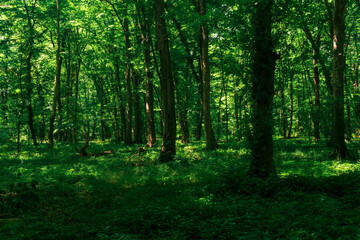 Fototapeta na wymiar landscape in a shady forest thicket with dense undergrowth