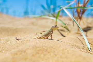 lizard toad-headed agama among the dry grass in the dunes