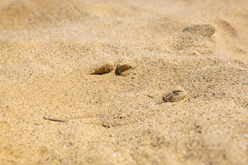 toadhead agama lizard quickly dug into the sand vibrating with its whole body