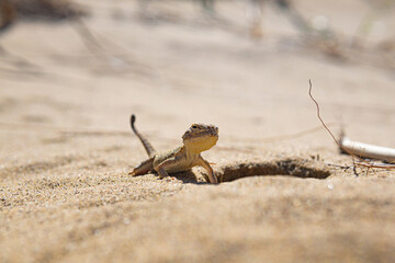 portrait of desert lizard secret toadhead agama near its burrow