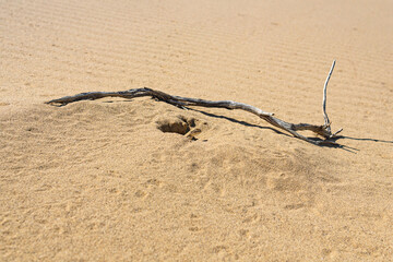 Fototapeta na wymiar toadhead agama lizard in its burrow in the sand of the desert