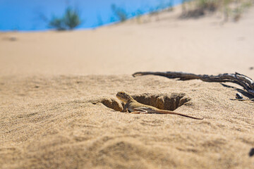 lizard toad-headed agama in natural habitat on the Sarykum dune