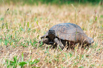 greek tortoise among dry grass outdoor