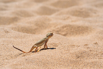 desert lizard toadhead agama among the sand on the dune of Sarykum