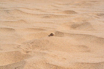 desert lizard toadhead agama peeks out from behind a dune among the sand