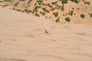 desert lizard toadhead agama on the slope of a sand dune