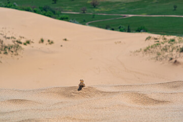 desert lizard toadhead agama on the top of a sand dune Sarykum against the backdrop of a green plain