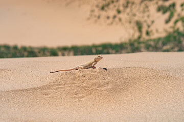 desert lizard Phrynocephalus mystaceus (secret toadhead agama) on the sand dune of Sarykum