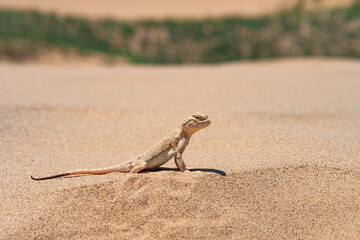desert lizard secret toadhead agama (Phrynocephalus mystaceus) on the sand dune of Sarykum