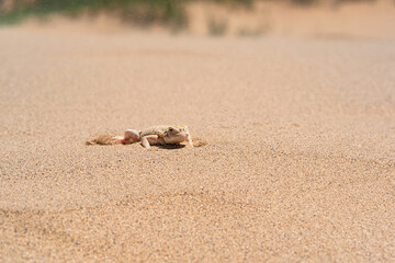 toadhead agama lizard quickly dug into the sand vibrating with its whole body