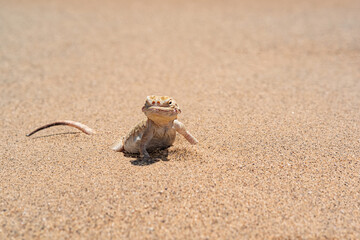 desert lizard toadhead agama half burrowing in the sand, close-up