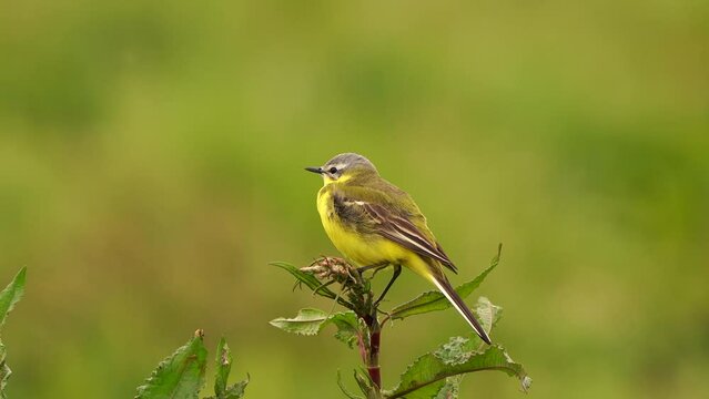A Yellow Wagtail (Motacilla flava) sitting on the top of a plant a Sorrel (Rumex)