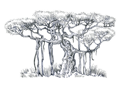Banyan tree drawing easy,Vat vraksha drawing, Bargad tree drawing ,Prop  roots of banyan,बरगद का पेड़ - YouTube