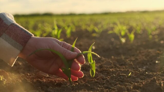 Hand of farmer touching young plant seedling sprout in field in sunlight close up. Female agronomist examining shoots of corn, new harvest.