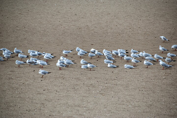 Seagulls sleep on the sand, side view