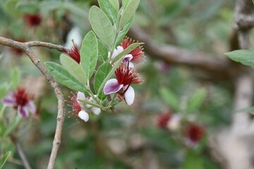 Feijoa flowers. Myrtaceae evergreen shrub. Fruit tree. 