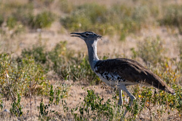 Portrait of a Kori bustard walking on open plains of Etosha; Ardeotis kori