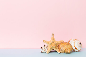 Beach seashells on colored background. Mock up with copy space