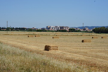  field in Tuscany in Italiy