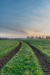 early morning in a field