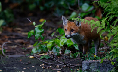 Urban fox family exploring the garden