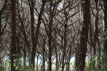 the countryside in Tuscany, a Pine forest 