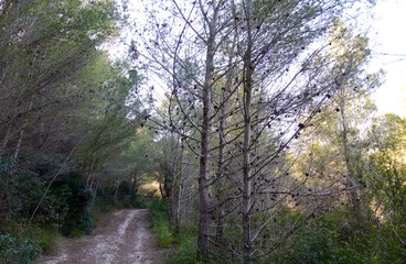 pine alley - Canyamel - Mallorca