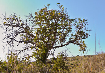 gnarled tree - Canyamel - Mallorca