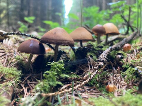 Hymenogastraceae mushrooms growing on the forest floor