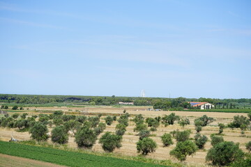 Fototapeta na wymiar Olive trees in a field in Tuscany