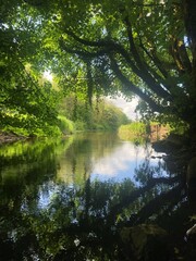Calm, sheltered river flowing through the forest
