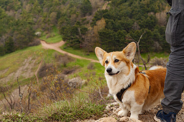 A man and a Pembroke Welsh Corgi climb above the clouds high in the mountains.