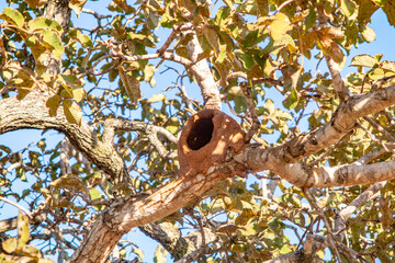 Nest of the João de Barro bird on the branch of the pequi tree 